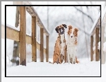 Psy, Most, Śnieg